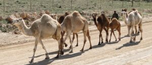 wild-videos-show-escaped-camels-attack-amusement-park-guests
