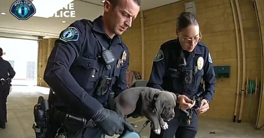 california-pit-bull-puppy-revived-after-overdosing-on-owners’-fentanyl