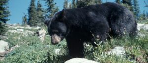 report:-bear-spotted-taking-it-easy-in-backyard-hammock