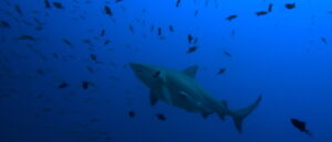 video-shows-‘f**king-aggressive-shark’-attack-jet-skiers