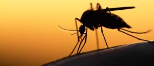 broward-county-uses-drones-to-fight-mosquitoes:-report