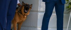 ‘my-suit-coat-has-3-holes’:-joe-biden-watched-as-his-dog-attacked-secret-service-agent,-docs-reveal