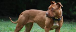 report:-pit-bull-leads-animal-shelter-workers-to-area-where-dog-was-hanged