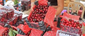 archaeologists-find-perfectly-preserved-cherries-at-george-washington’s-estate