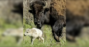 birth-of-rare-white-bison-calf-in-yellowstone-fulfills-native-american-prophecy