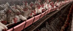 fact-check:-no,-australia-did-not-mandate-‘food-rations’-to-prepare-for-bird-flu-pandemic