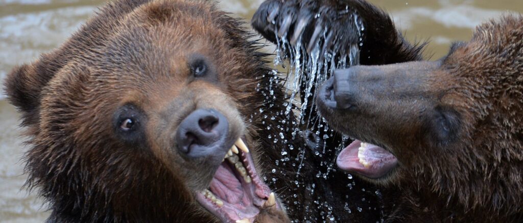 ‘disgusting-french-kiss’:-navy-vet-in-critical-condition-did-not-pass-out-after-10-foot-bear-ripped-off-his-lower-jaw