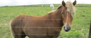 man-allegedly-showed-video-of-himself-having-sex-with-pony-to-children,-police-say