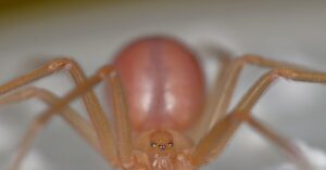 recluse-spider-season-is-a-myth