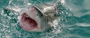 ‘pirates-of-the-caribbean’-actor-tamayo-perry-killed-in-shark-attack