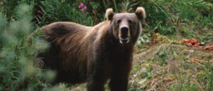 video-shows-bear-chowing-down-on-gumbo-before-lunging-at-concession-stand-worker