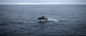 fact-check:-no,-these-images-do-not-show-bright-pink-dolphin-on-north-carolina-beach