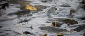 utah-state-officials-launched-investigation-following-eerie-discovery-in-pond