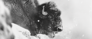 ‘rare’-bison-calf-deemed-sacred-by-native-american-tribe-goes-missing,-authorities-say