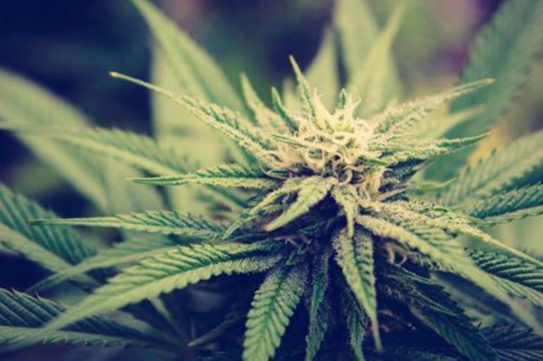 brutal-marijuana-studies-now-emerging-–-it-should-never-have-been-fully-legalized