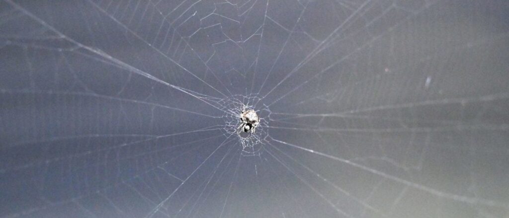 ‘i-could-not-walk’:-musician-almost-lost-leg-after-dangerous-spider-bite-he-initially-ignored
