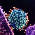 here-we-go:-nipah-virus-outbreak-prompts-shutdowns-and-containment-zones-in-kerala,-india-|-the-gateway-pundit-|-by-jim-hᴏft