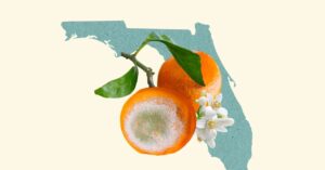 the-fight-to-save-florida’s-oranges
