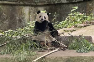 golden-state-welcomes-pandas-to-san-diego-zoo-with-california-panda-day-–-washington-examiner