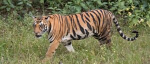 report:-tiger-eats-owl-at-minnesota-zoo-that-escaped-from-handler