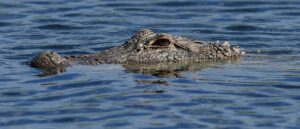 report:-port-authority-investigating-after-alligator-sighting-in-lake-far-away-from-home