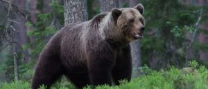 video-shows-bear-roaming-around-classroom-after-charging-in