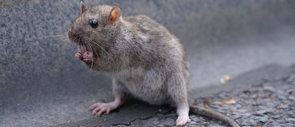 restaurant-ordered-to-close-a-second-time-after-‘accumulation-of-dead-rodents’-found-during-health-inspection