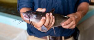 alabama-farming-communities-are-battling-monster-catfish,-university-comes-to-the-rescue