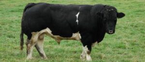 video-captures-moment-police-shoot-rampaging,-escaped-bull