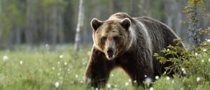 video-shows-man-fight-off-cookie-stealing-bear-with-shovel