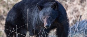 wildlife-officials-euthanize-black-bear-after-it-mauls-toddler-near-yellowstone-national-park