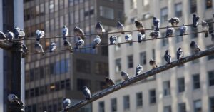 urban-birds-are-harboring-antibiotic-resistant-bacteria