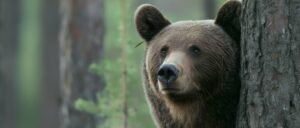 alaskan-hunter-accidentally-shot-during-bear-attack