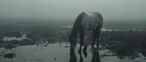 firefighters-use-horses-for-medicine-delivery-to-elderly-couple-in-arkansas