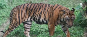 video-shows-new-jersey-woman-nearly-losing-hand-to-tiger-after-breaching-zoo-fence