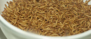 chicago-police-suspect-man-got-sick-when-eating-mealworms-at-dnc-delegate-breakfast