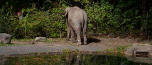 bronx-zoo-faces-scrutiny-after-beloved-elephant-missing-for-weeks