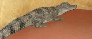 video-shows-officer-wrestle-alligator-with-bare-hands