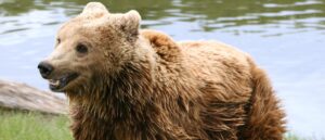 video-shows-bear-nonchalantly-remove-cover-from-cabin-owner’s-jacuzzi,-take-a-dip