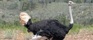 crazy-video-shows-escaped-ostrich-bringing-traffic-in-south-dakota-to-halt