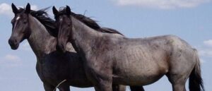 police-arrest-man-who-allegedly-shot-hundreds-of-rounds,-killing-80-farm-animals