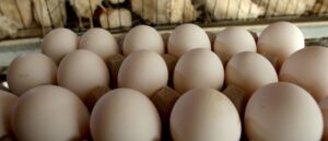 fda-issues-egg-recall-as-dozens-infected-with-salmonella-across-9-states