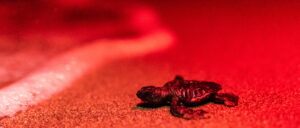 police-arrest-florida-driver-for-dui-after-he-ran-through-rare-endangered-species-nest