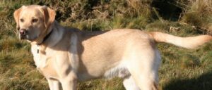 family-finds-out-their-lost-dog-was-found.-when-they-arrive-to-shelter,-they’re-left-heartbroken