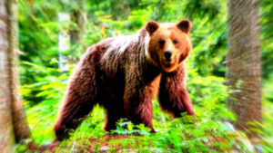 brown-bear-who-killed-man-in-attack-in-the-italian-alps-remains-in-captivity-after-high-court-prevents-local-authorities-from-culling-it-|-the-gateway-pundit-|-by-paul-serran