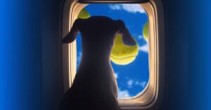 somehow,-the-dog-situation-on-airplanes-has-gotten-even-wilder