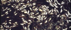 ‘they-don’t-scream’:-hundreds-of-dead-fish-turn-up-in-river