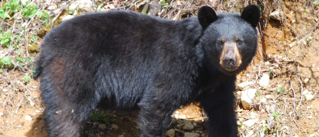 12-year-old-boy-uses-hunting-rifle-to-fatally-take-down-bear-attacking-father