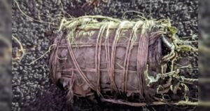 second-suspect-arrested-over-ieds-discovered-in-maui,-hawaii