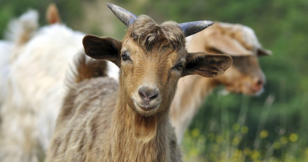 richmond-conservationists-employ-goats-to-clear-historic-black-cemetery